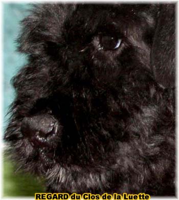 bouvier des flandres photo chiot - Elevage Clos Luette -  COPYRIGHT DEPOSE